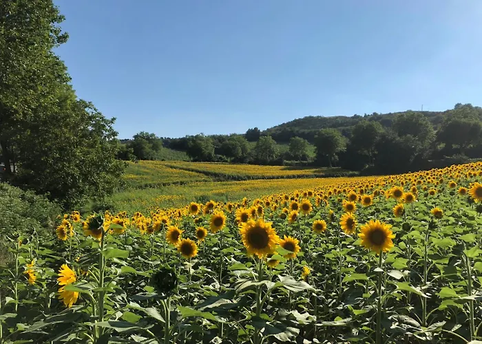 Le Grenier Occitan Bed & Breakfast Gramazie